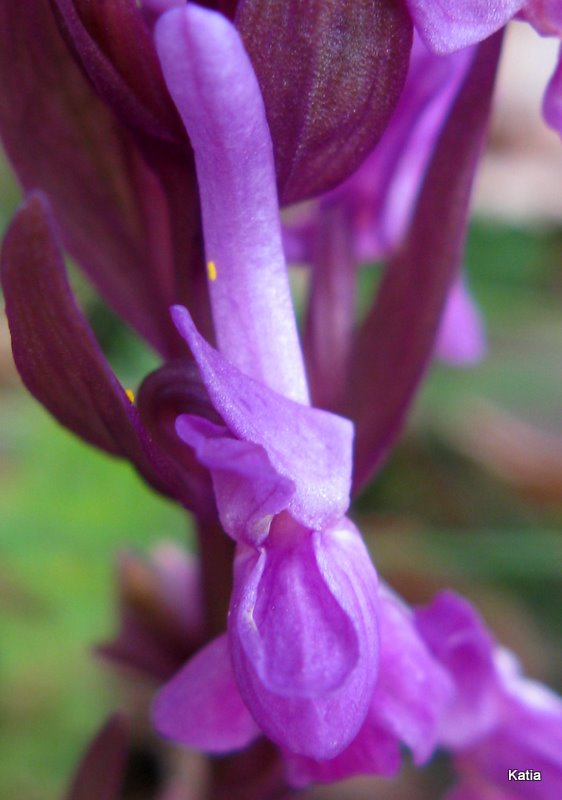 Dactylorhiza, forse,   ma quale?