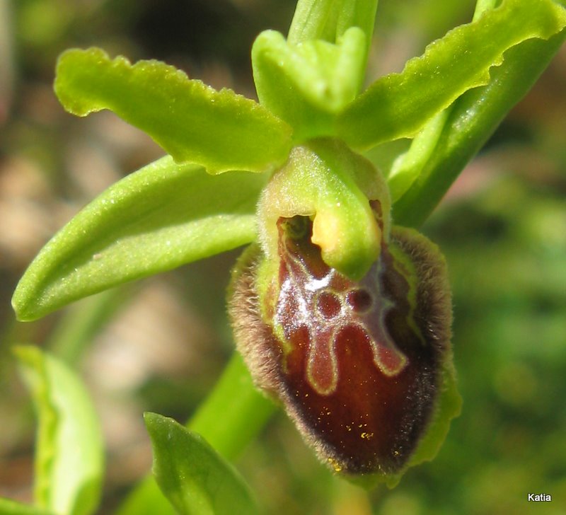 Ophrys dalla Valdichiana