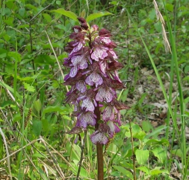 orchis purpurea