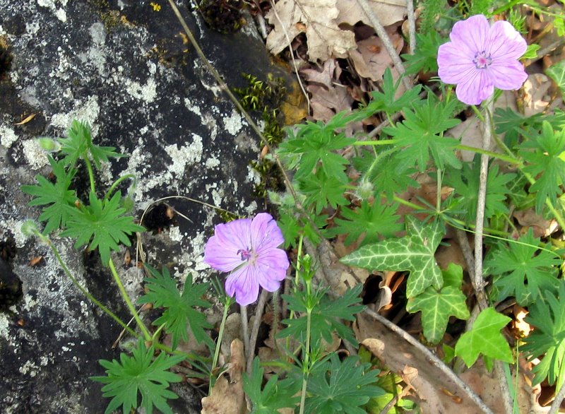 Geranium sanguineum