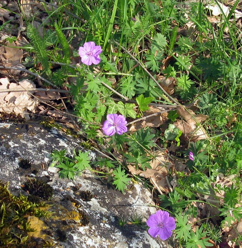 Geranium sanguineum