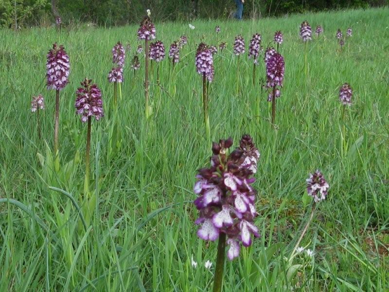 orchis purpurea