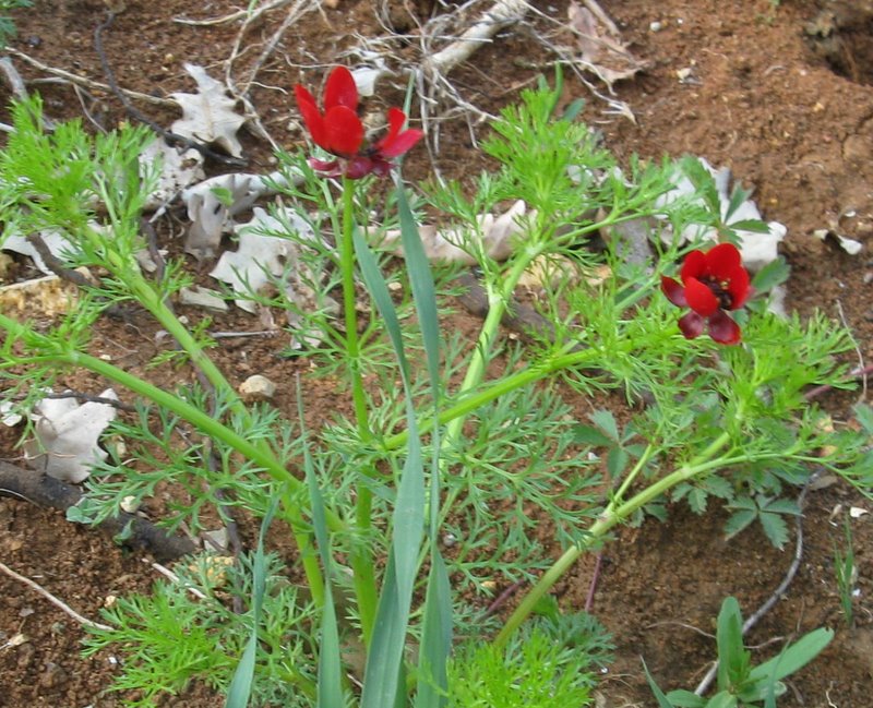 Adonis annua