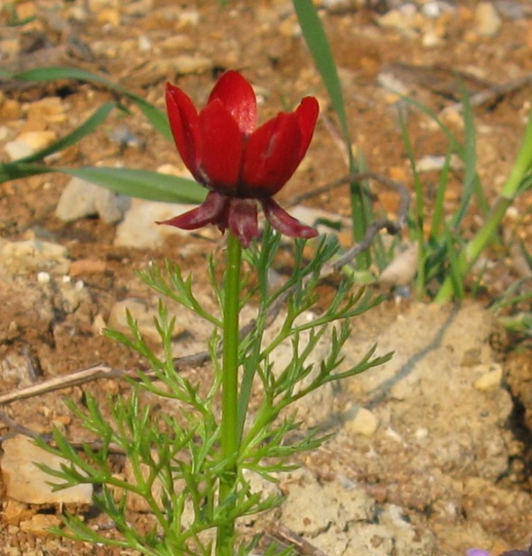 Adonis annua