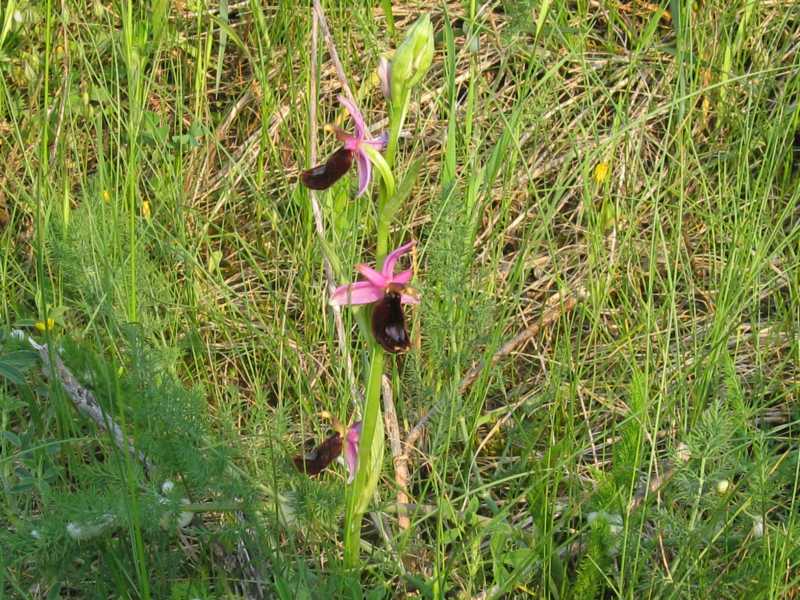 Ophrys romolinii