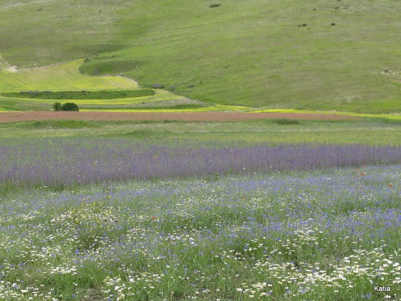 Fiordaliso - Cyanus segetum