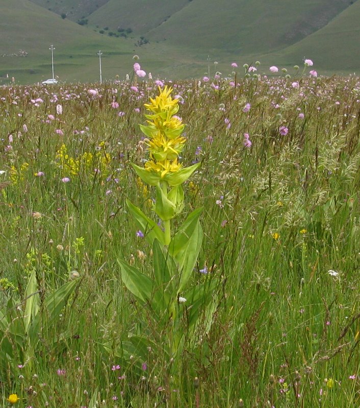 genziana lutea