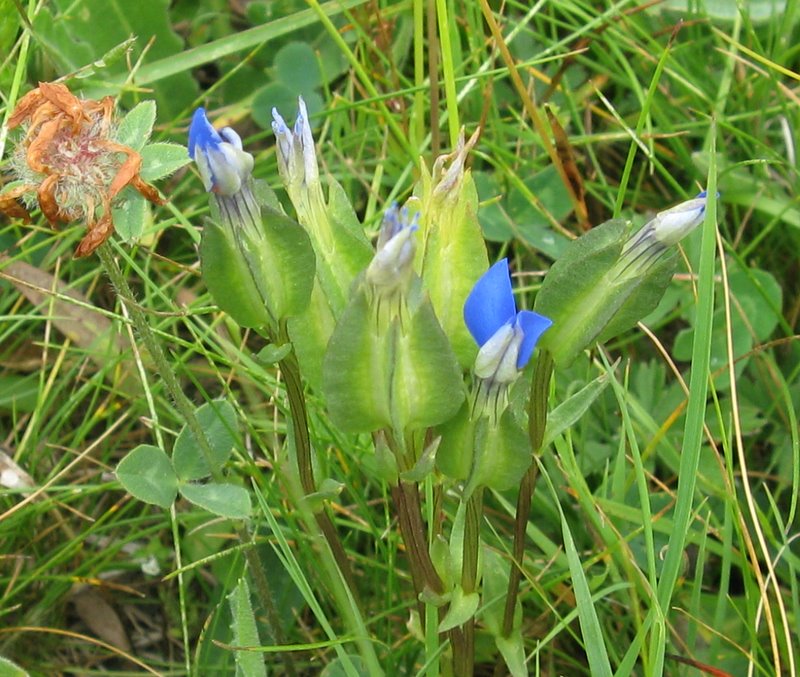 Gentiana utriculosa / Genziana alata