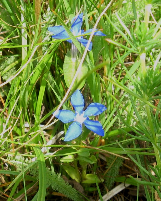 Gentiana utriculosa / Genziana alata