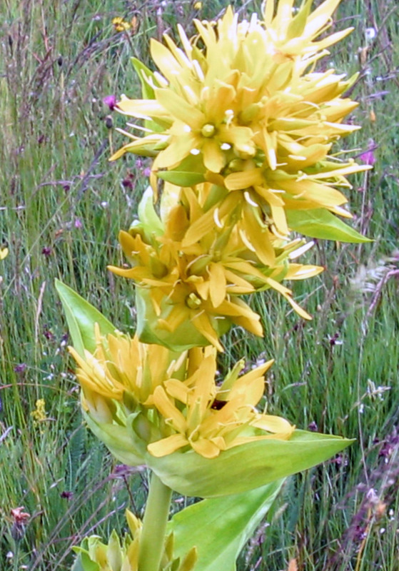 genziana lutea