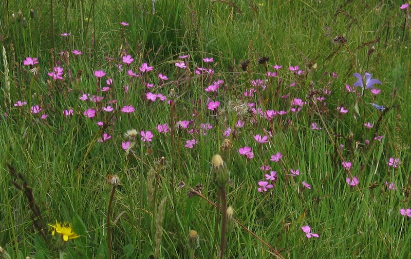 Dianthus deltoides / Garofano deltoide