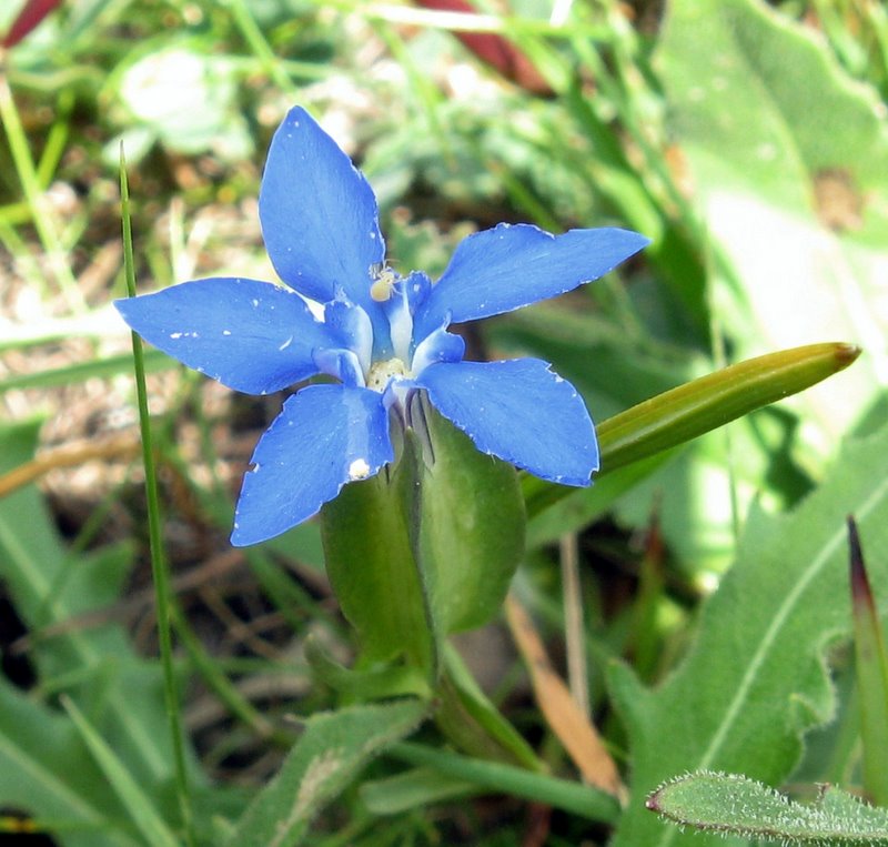 Gentiana utriculosa / Genziana alata