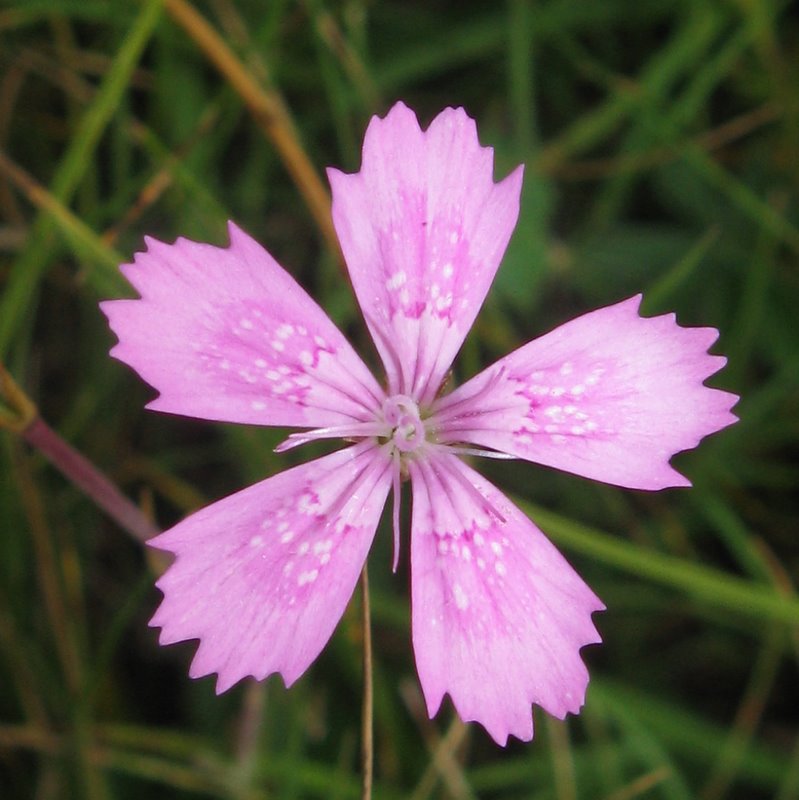 Dianthus deltoides / Garofano deltoide