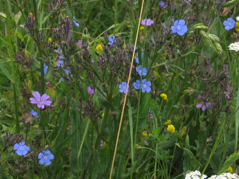 Myosotis sp. e ''Anchusa sp.