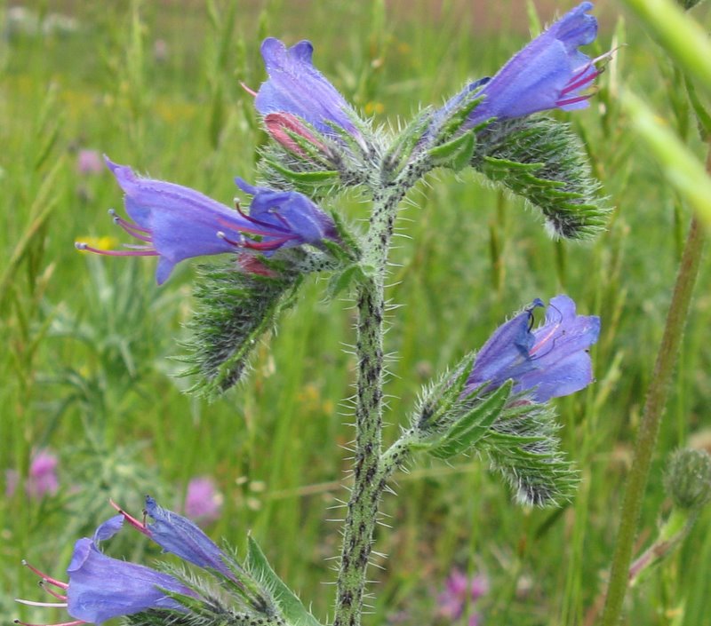 Echium vulgare