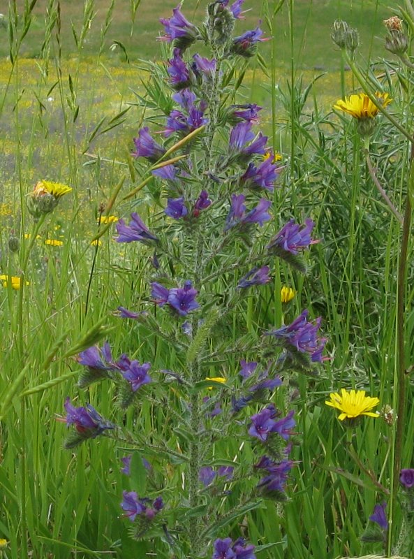 Echium vulgare