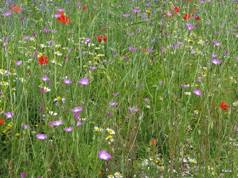 Fiordaliso - Cyanus segetum