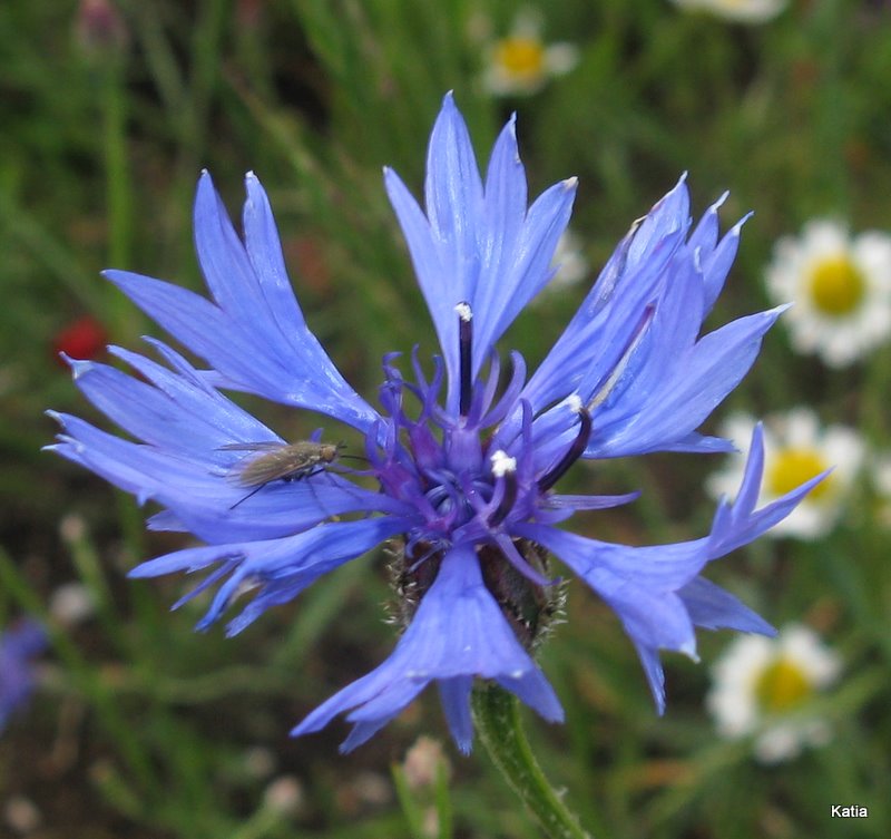 Fiordaliso - Cyanus segetum