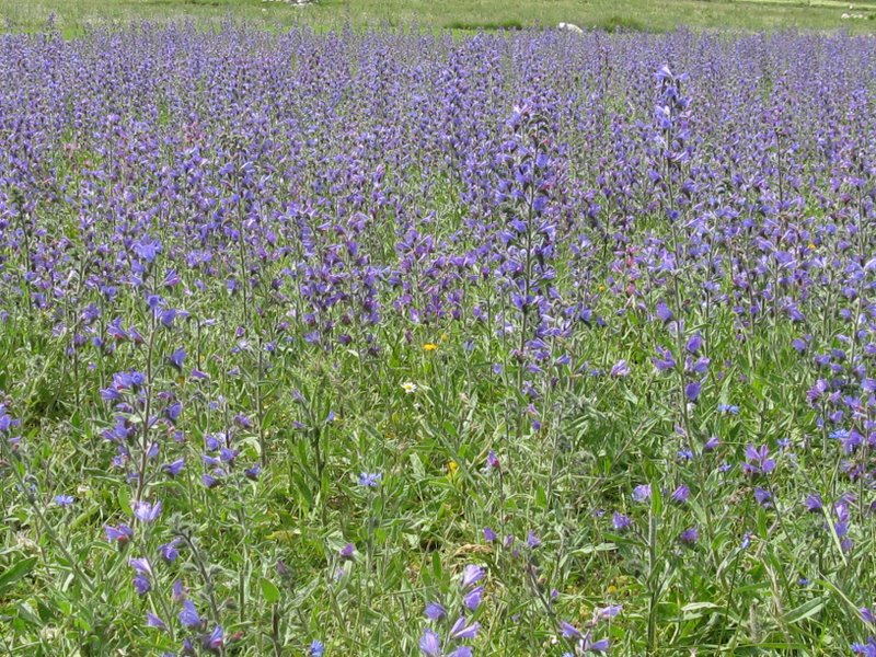 Echium vulgare