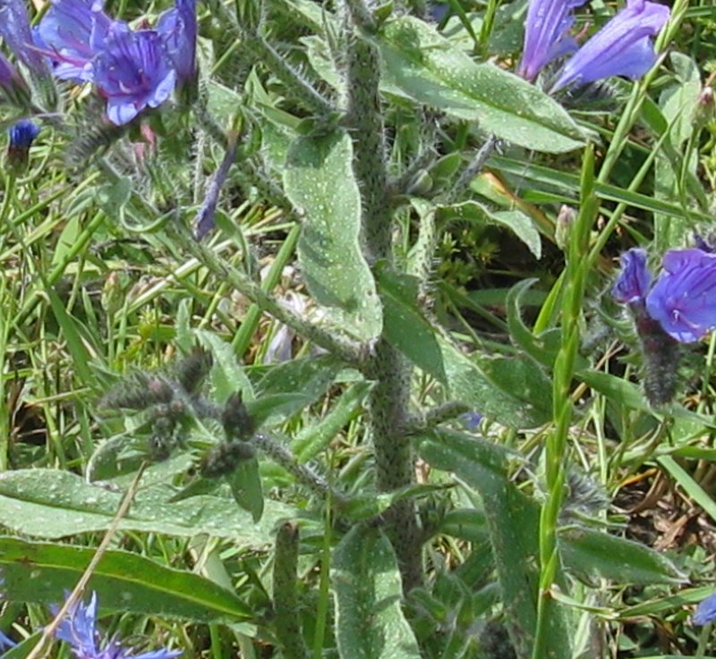 Echium vulgare