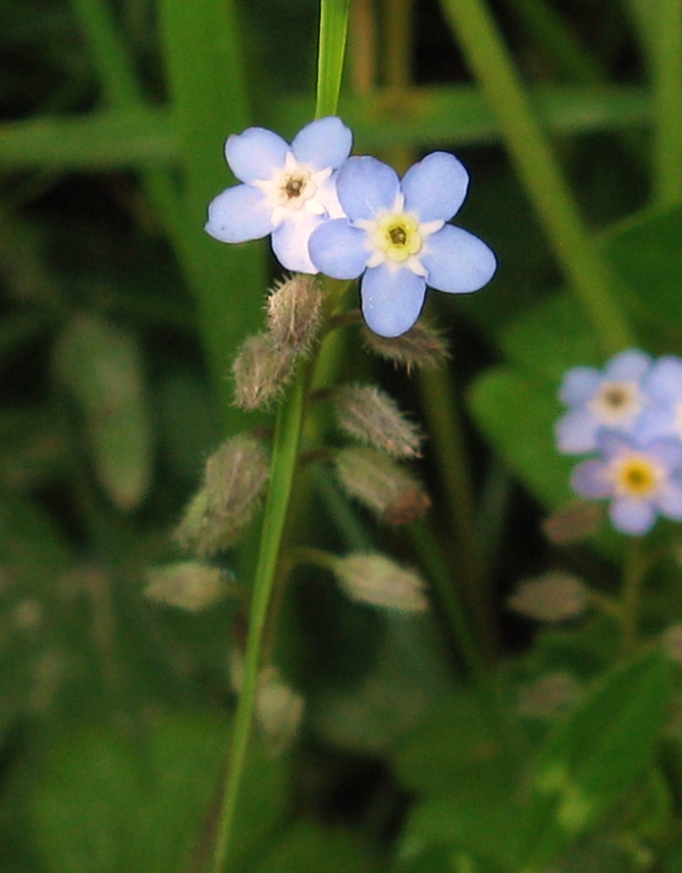 Myosotis sp. e ''Anchusa sp.