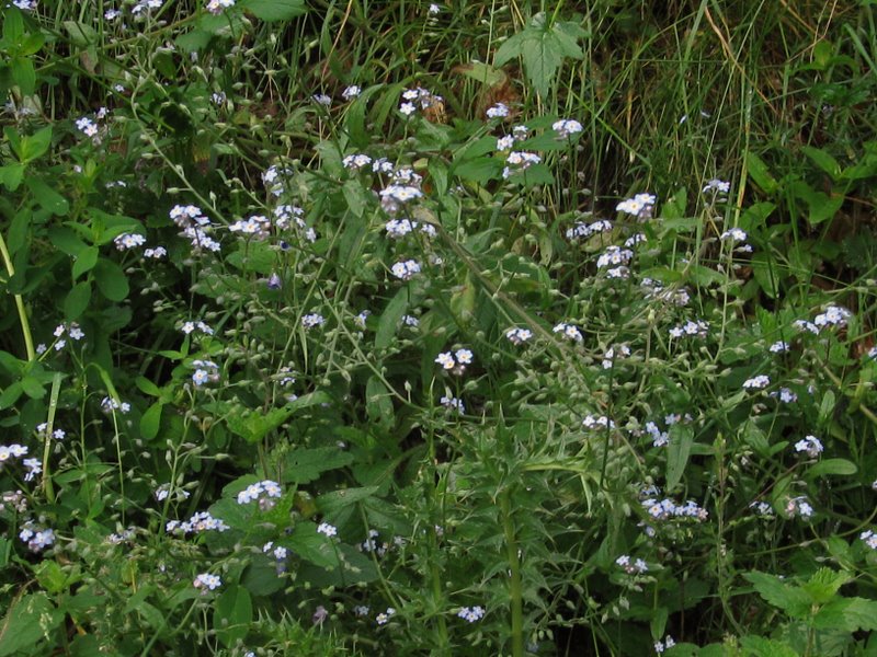 Myosotis sp. e ''Anchusa sp.