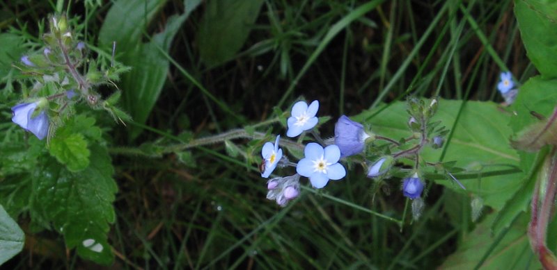 Myosotis sp. e ''Anchusa sp.