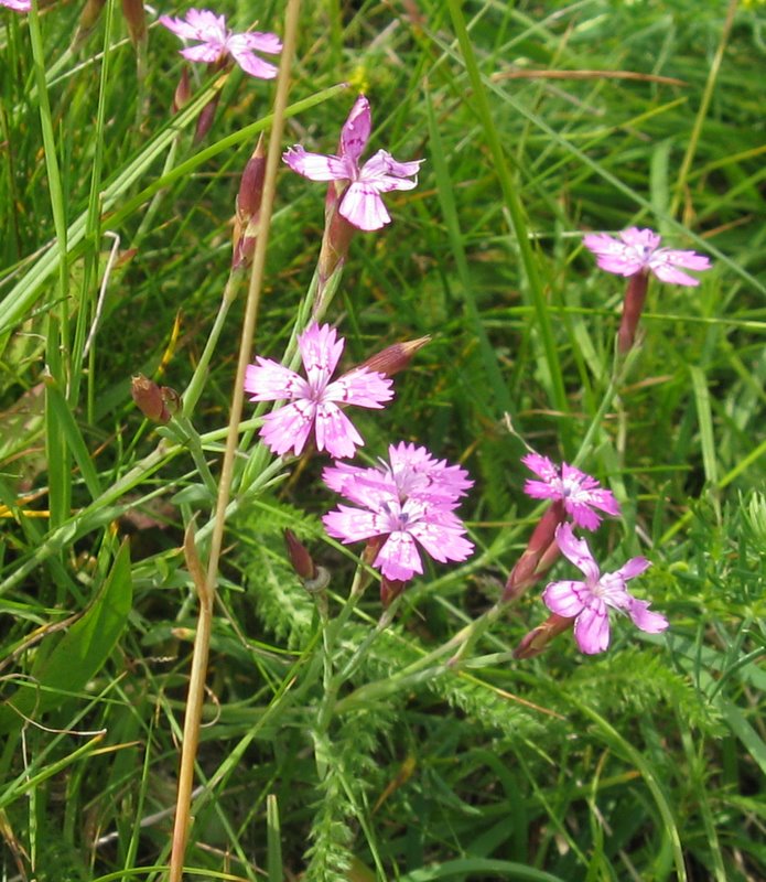 Dianthus deltoides / Garofano deltoide