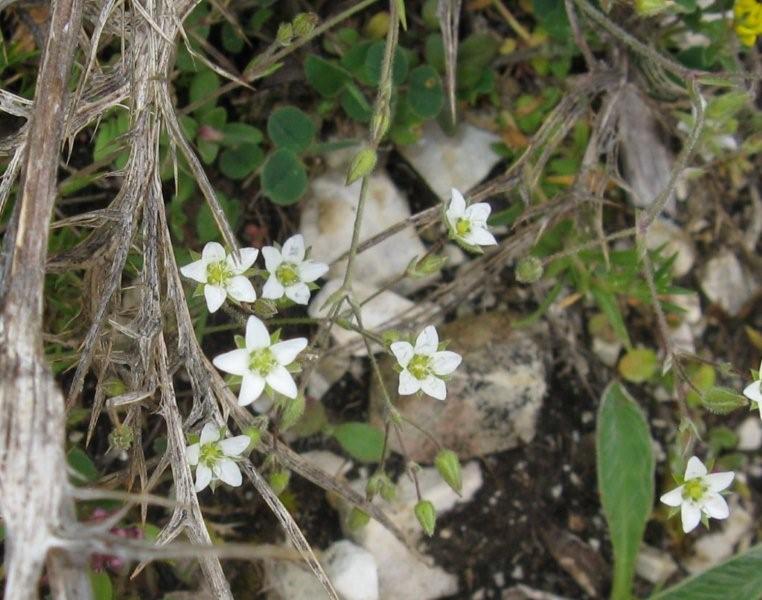 Potrebbe essere una saxifraga? no, Caryophyllacea