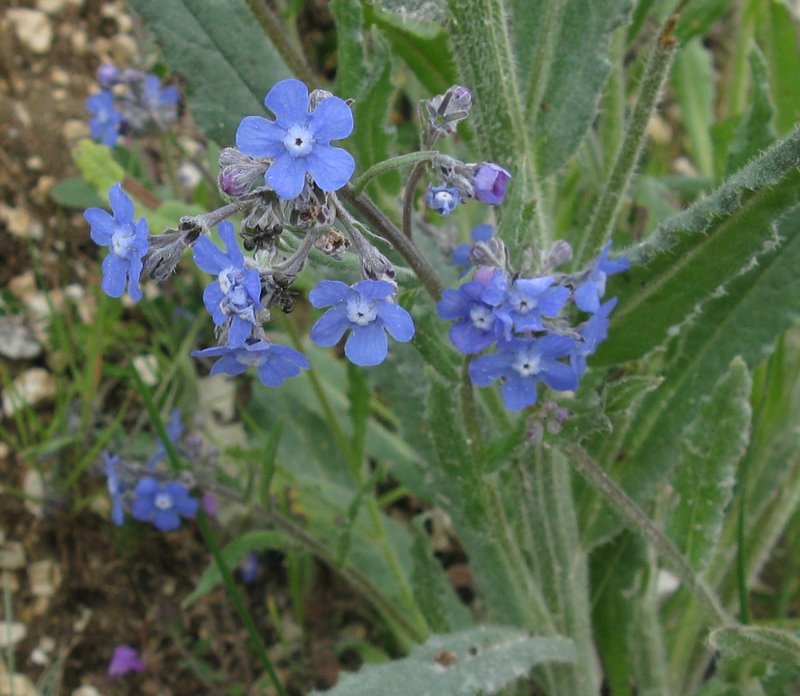 Myosotis sp. e ''Anchusa sp.