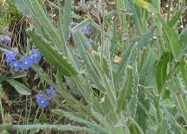 Myosotis sp. e ''Anchusa sp.