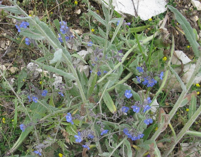 Myosotis sp. e ''Anchusa sp.