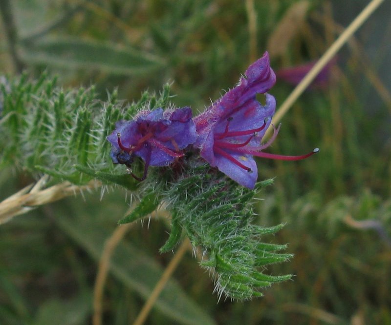 Echium vulgare