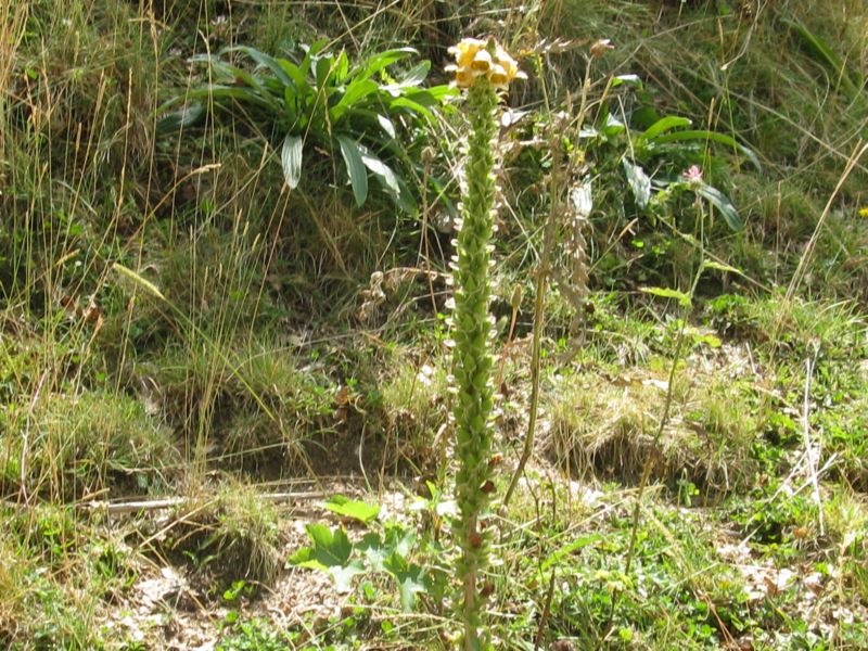 Digitalis ferruginea