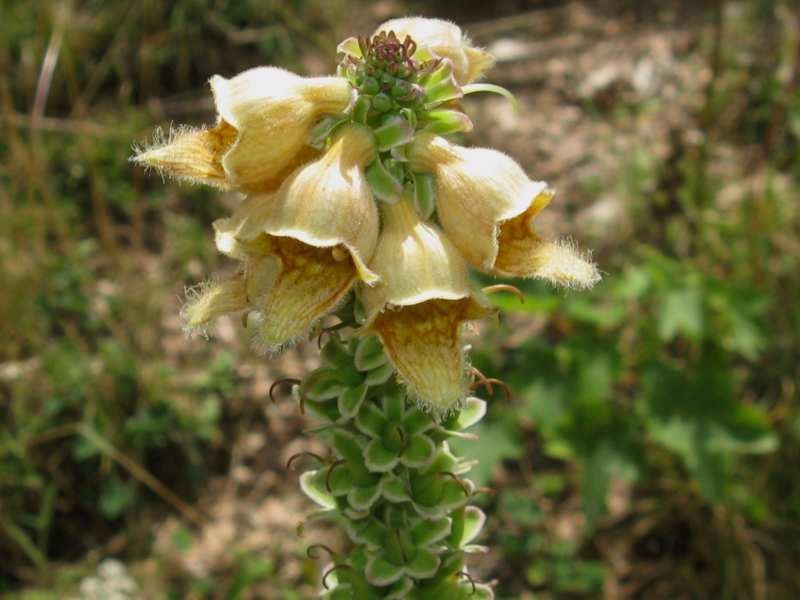 Digitalis ferruginea