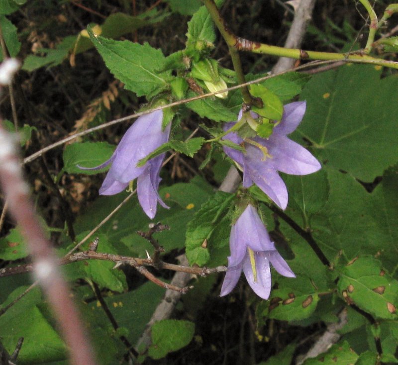 Campanula trachelium