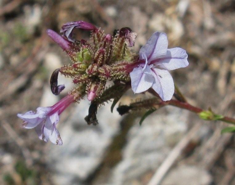 Plumbago europaea