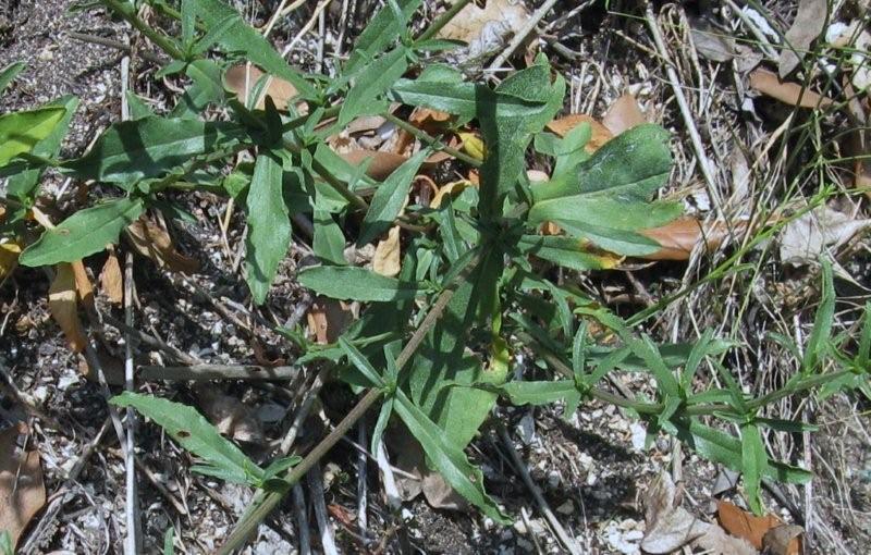 Plumbago europaea