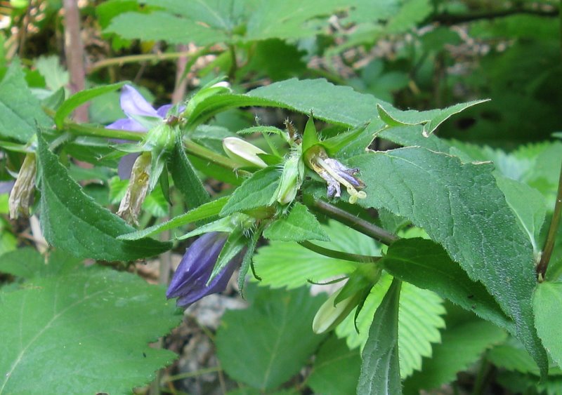 Campanula trachelium