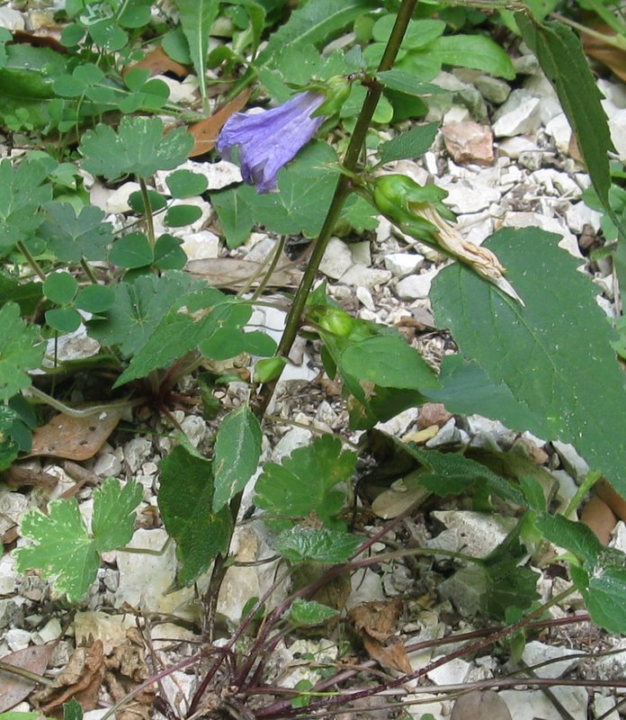 Campanula trachelium