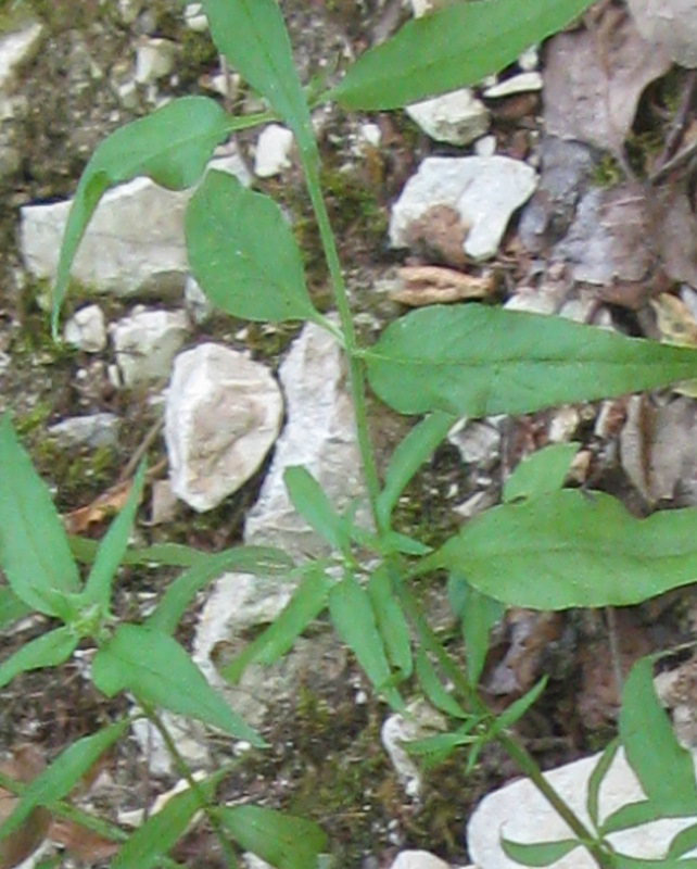 Melampyrum nemorosum: conferma