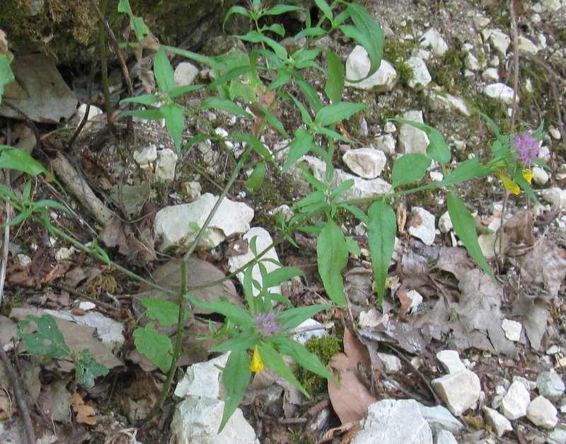 Melampyrum nemorosum: conferma