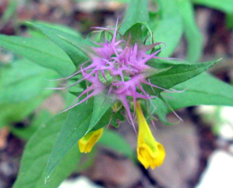 Melampyrum nemorosum: conferma