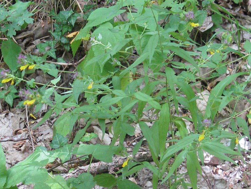 Melampyrum nemorosum: conferma