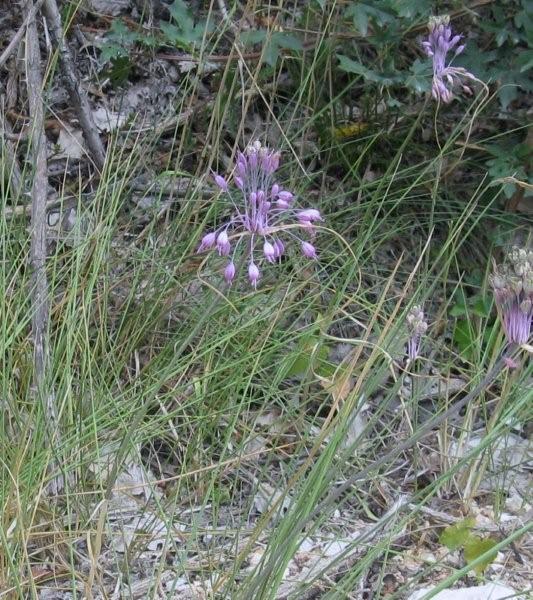 Allium carinatum subsp. pulchellum