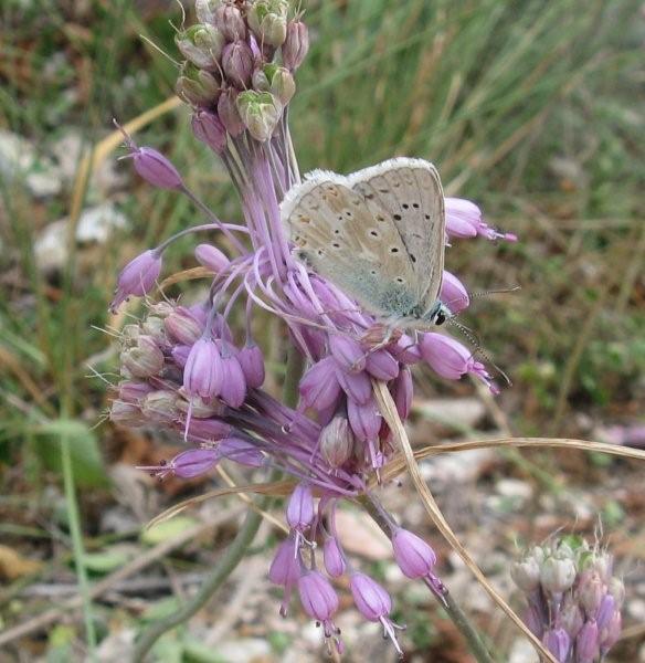 Allium carinatum subsp. pulchellum