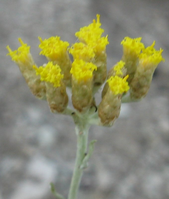 Helichrysum italicum