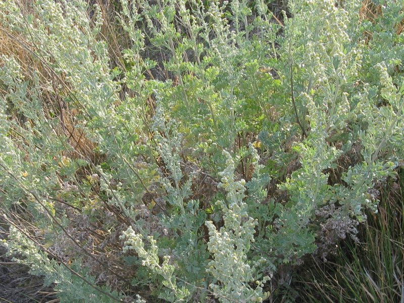 Artemisia absinthium