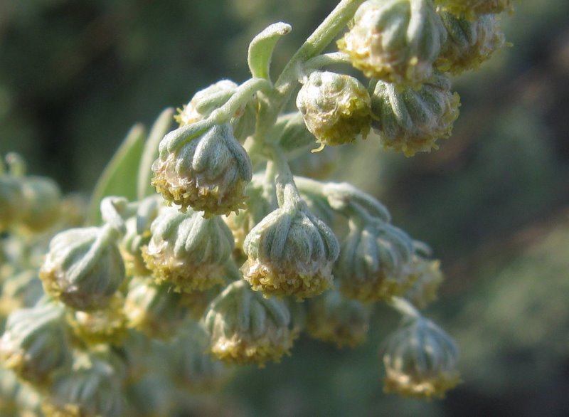 Artemisia absinthium