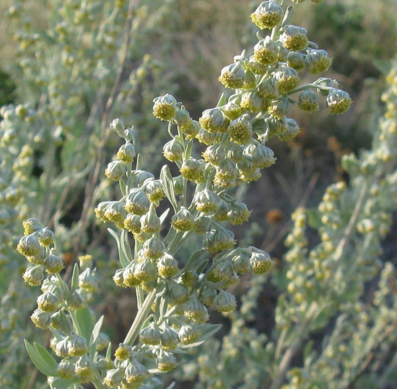 Artemisia absinthium